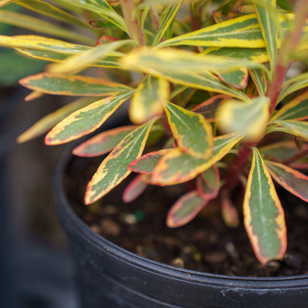 Ascot Rainbow Spurge