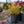 Load image into Gallery viewer, Ascot Rainbow Spurge