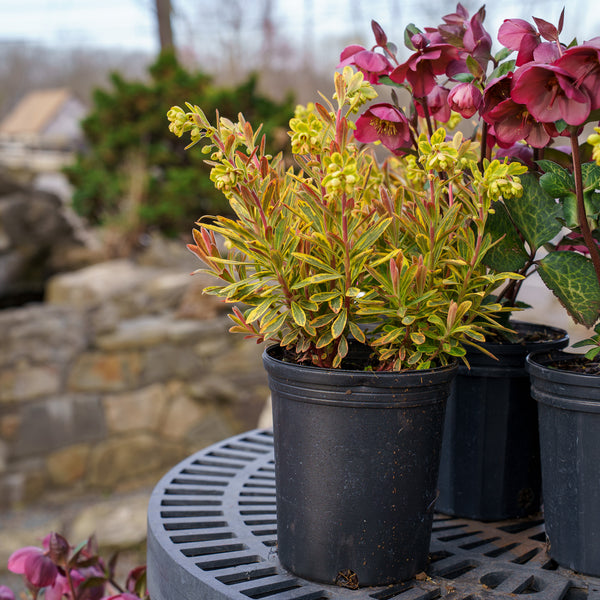 Ascot Rainbow Spurge