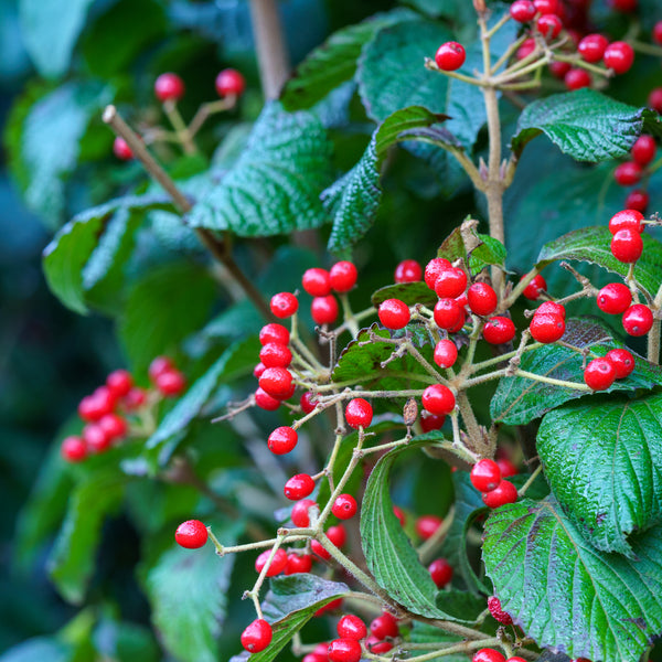 Asian Beauty Linden Viburnum