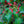 Load image into Gallery viewer, Asian Beauty Linden Viburnum