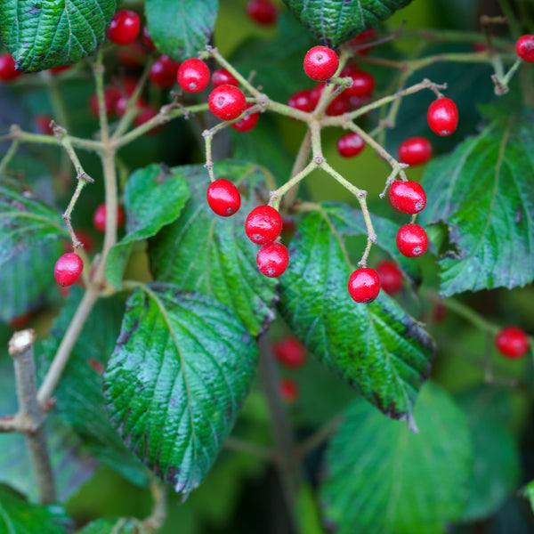 Asian Beauty Linden Viburnum