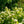 Load image into Gallery viewer, Asian Beauty Linden Viburnum
