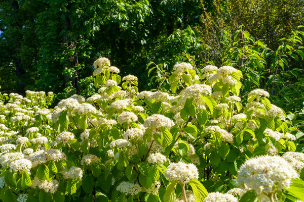 Asian Beauty Linden Viburnum