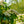 Load image into Gallery viewer, Asian Beauty Viburnum - Viburnum - Shrubs
