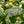 Load image into Gallery viewer, Asian Beauty Viburnum - Viburnum - Shrubs