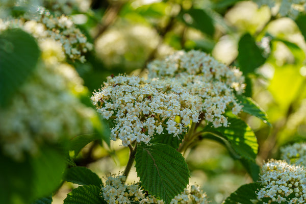 Asian Beauty Viburnum - Viburnum - Shrubs