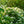 Load image into Gallery viewer, Asian Beauty Viburnum - Viburnum - Shrubs