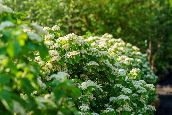 Asian Beauty Viburnum - Viburnum - Shrubs