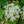 Load image into Gallery viewer, Asian Beauty Viburnum - Viburnum - Shrubs