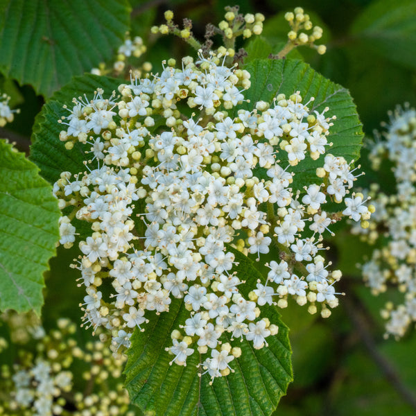 Asian Beauty Viburnum - Viburnum - Shrubs