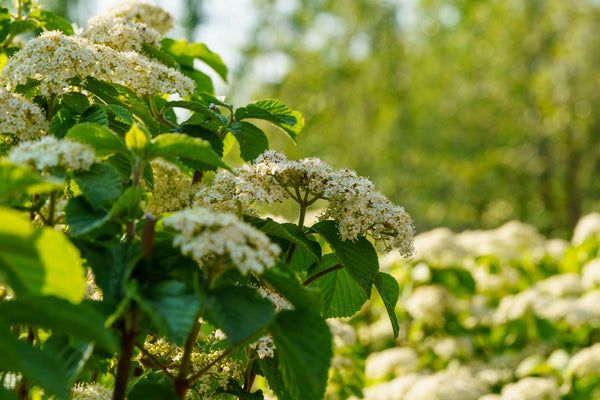 Asian Beauty Viburnum - Viburnum - Shrubs