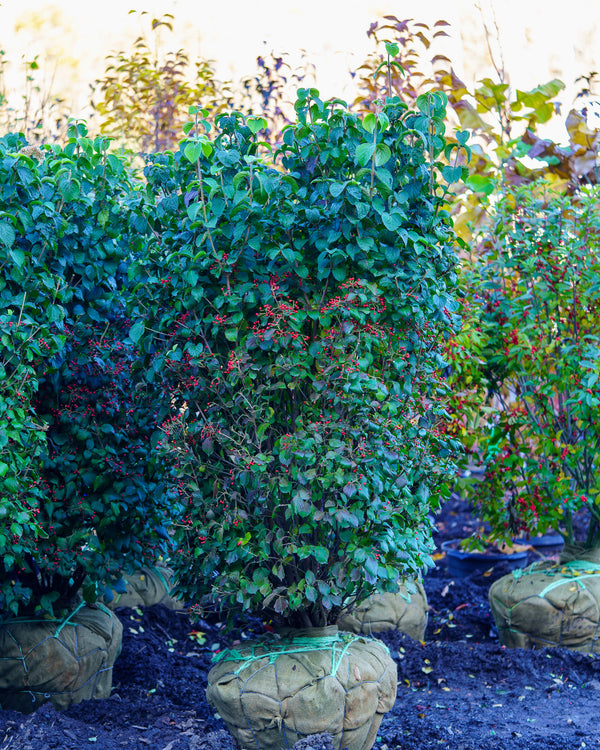 Asian Beauty Linden Viburnum