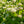 Load image into Gallery viewer, Asian Beauty Linden Viburnum