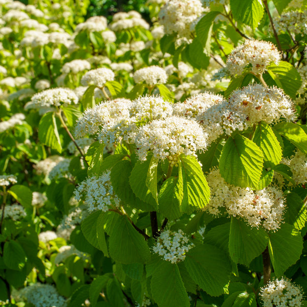 Asian Beauty Linden Viburnum