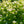 Load image into Gallery viewer, Asian Beauty Linden Viburnum