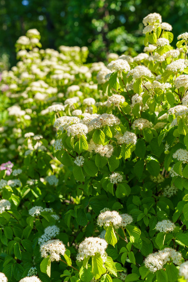 Asian Beauty Linden Viburnum