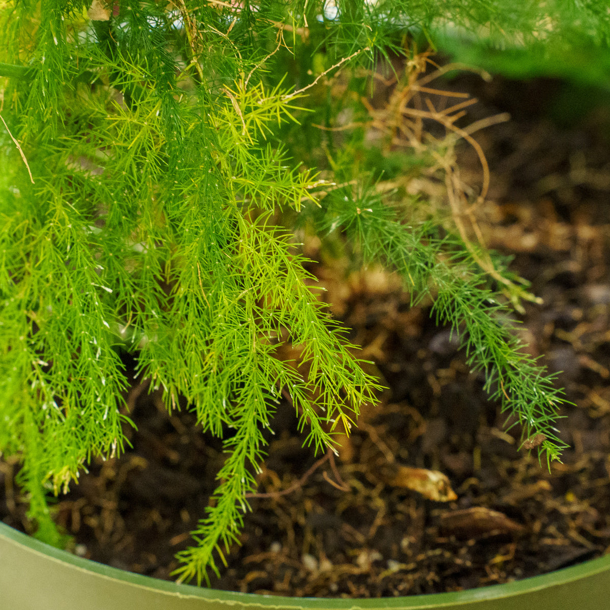 Plumosa Fern  Plant Detectives