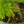 Load image into Gallery viewer, 4" Asparagus Fern