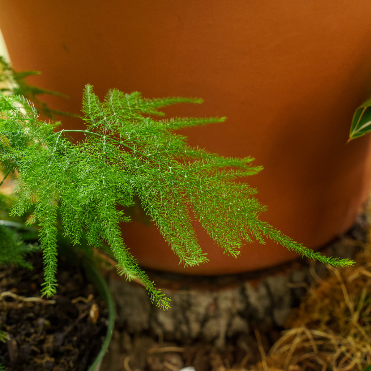 succulent asparagus 4 Inch Asparagus Fern – Plant Detectives
