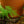 Load image into Gallery viewer, 4" Asparagus Fern