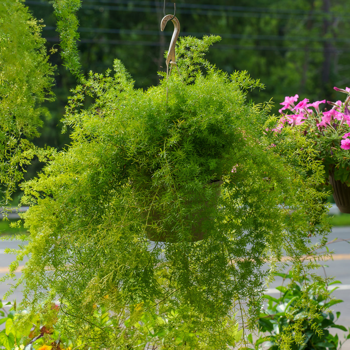 asparagus hanging plant Plumosa Fern – Plant Detectives