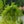 Load image into Gallery viewer, Lace Fern