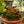 Load image into Gallery viewer, Mini Eos Crown of Thorns