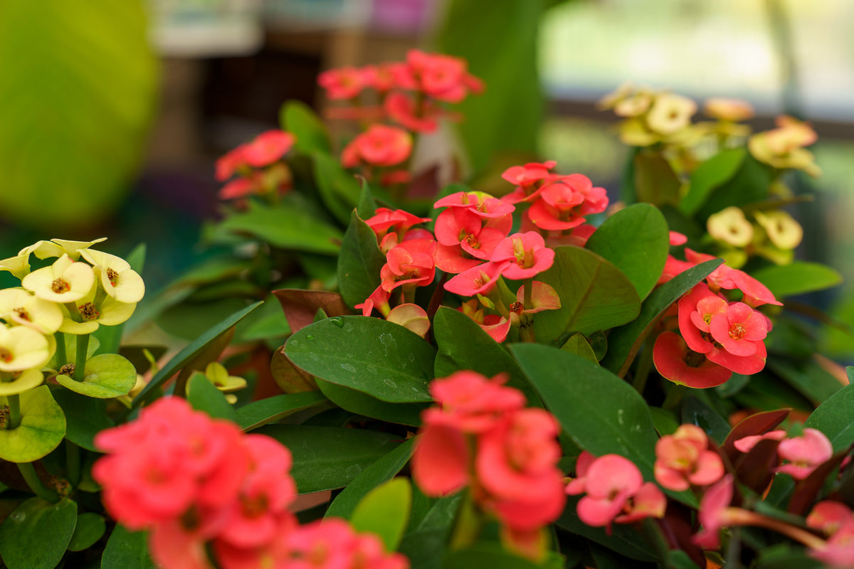crown of thorns plant seeds Assorted Crown of Thorns – Plant Detectives