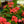 Load image into Gallery viewer, Crown of Thorns