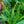 Load image into Gallery viewer, Assorted Ferns - Houseplant Ferns - Houseplants