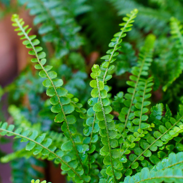 Assorted Ferns - Houseplant Ferns - Houseplants