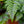 Load image into Gallery viewer, Assorted Ferns - Houseplant Ferns - Houseplants
