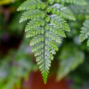 Assorted Ferns - - Houseplants