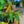 Load image into Gallery viewer, Assorted Ferns - Houseplant Ferns - Houseplants