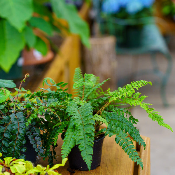 Assorted Ferns - Houseplant Ferns - Houseplants