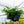 Load image into Gallery viewer, Assorted Ferns - Houseplant Ferns - Houseplants
