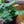 Load image into Gallery viewer, Assorted Ferns - Houseplant Ferns - Houseplants
