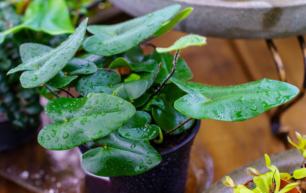 Assorted Ferns - Houseplant Ferns - Houseplants