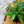 Load image into Gallery viewer, Assorted Ferns - Houseplant Ferns - Houseplants
