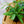 Load image into Gallery viewer, Assorted Ferns - Houseplant Ferns - Houseplants