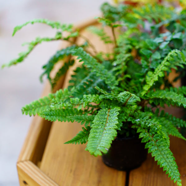 Assorted Ferns - Houseplant Ferns - Houseplants