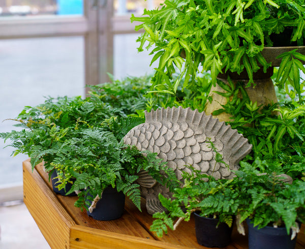 Assorted Ferns - Houseplant Ferns - Houseplants
