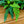 Load image into Gallery viewer, Assorted Ferns - Houseplant Ferns - Houseplants
