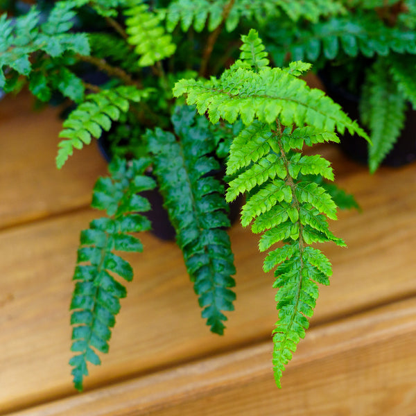 Assorted Ferns - Houseplant Ferns - Houseplants