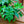 Load image into Gallery viewer, Assorted Ferns - Houseplant Ferns - Houseplants
