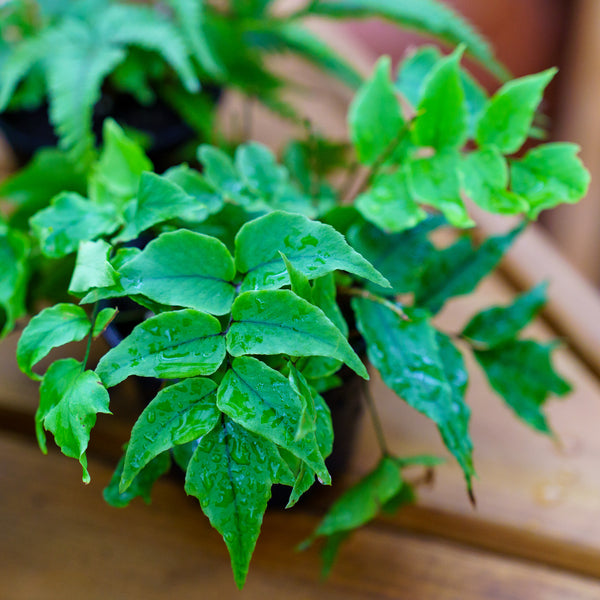 Assorted Ferns - Houseplant Ferns - Houseplants