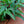 Load image into Gallery viewer, Assorted Ferns - Houseplant Ferns - Houseplants