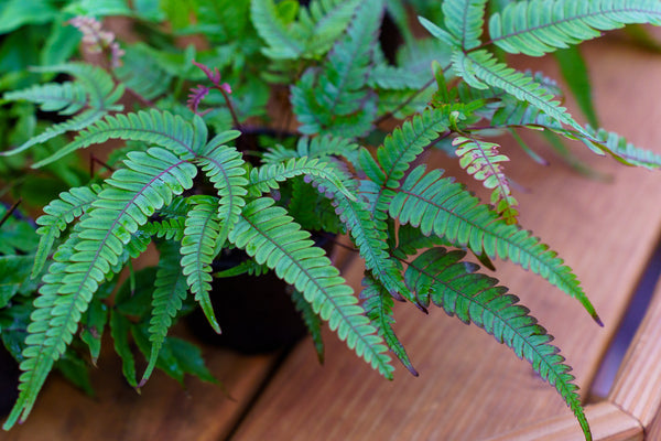 Assorted Ferns - Houseplant Ferns - Houseplants