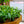Load image into Gallery viewer, Assorted Ferns - Houseplant Ferns - Houseplants